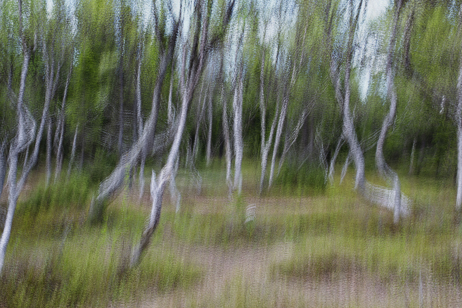 Аркадий Захаров фотография. Сделано в камере. Северные деревья