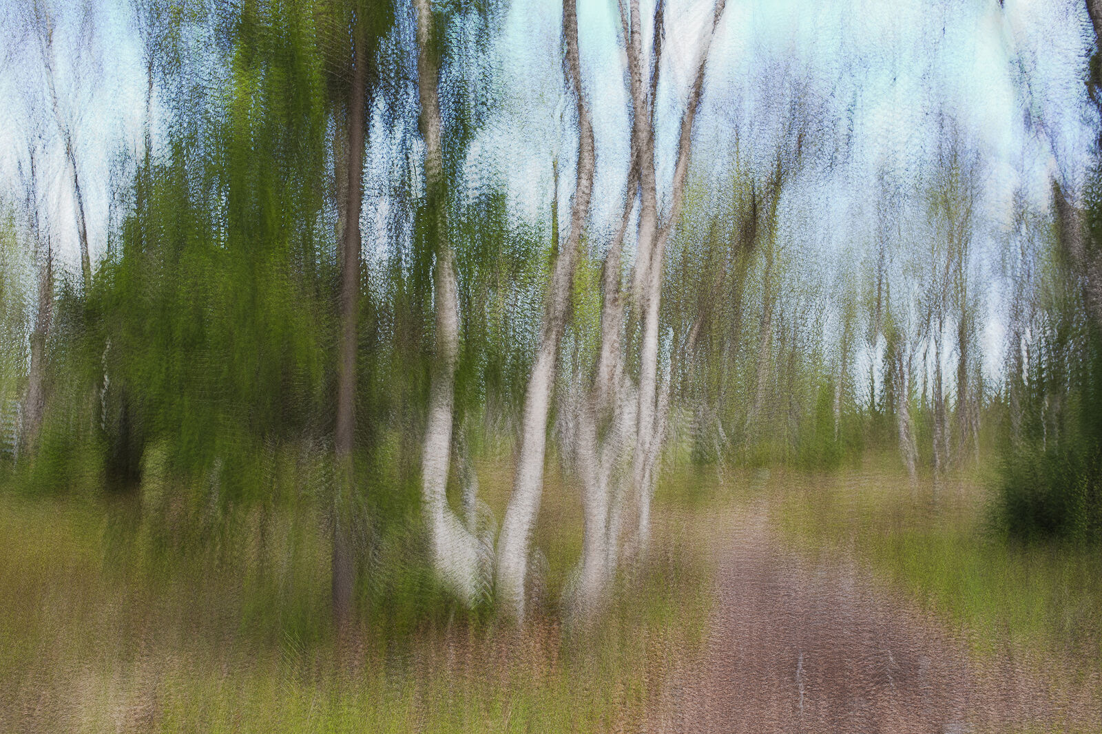 Аркадий Захаров фотография. Сделано в камере. Весенний лес