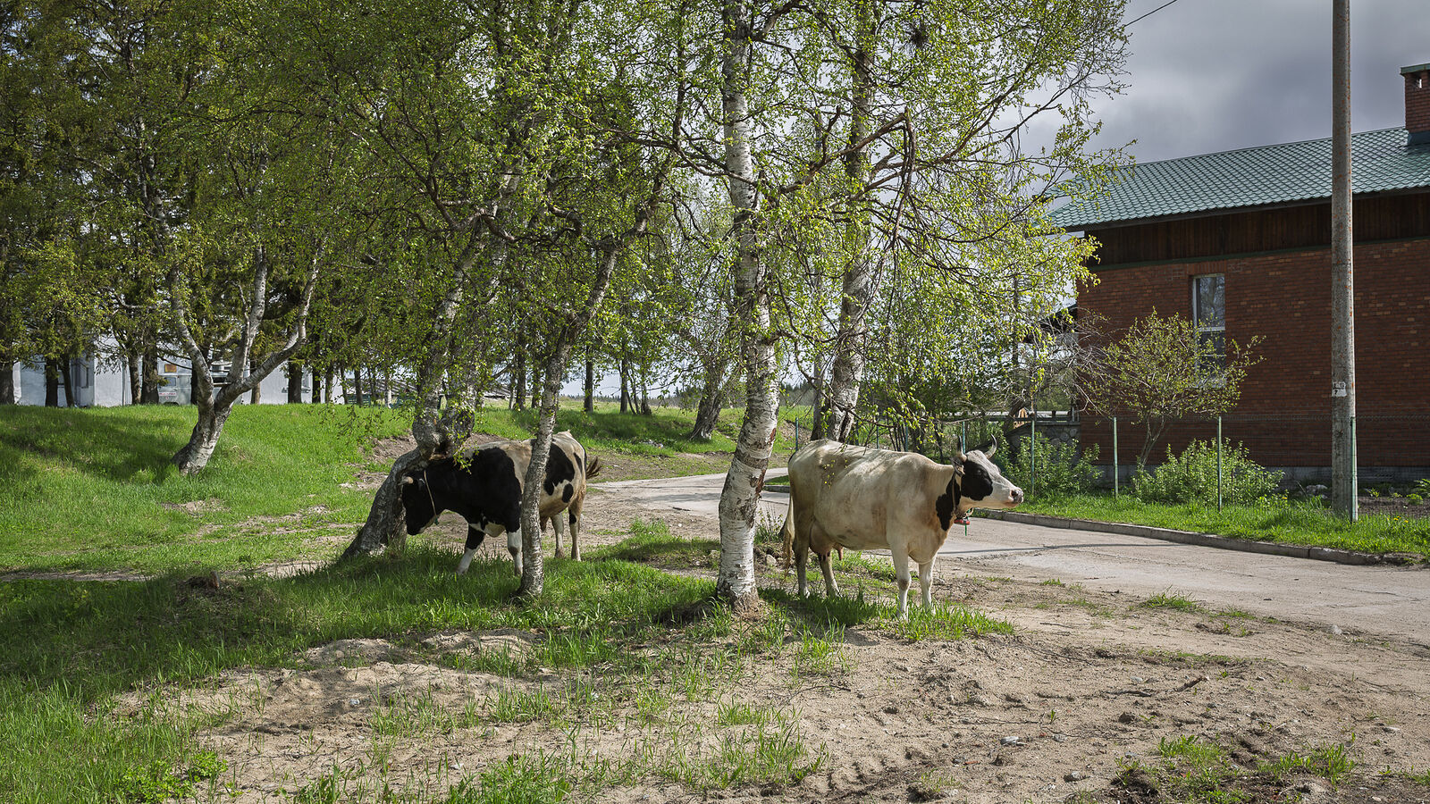 Аркадий Захаров фотография. Соловки. Соловецкие коровы