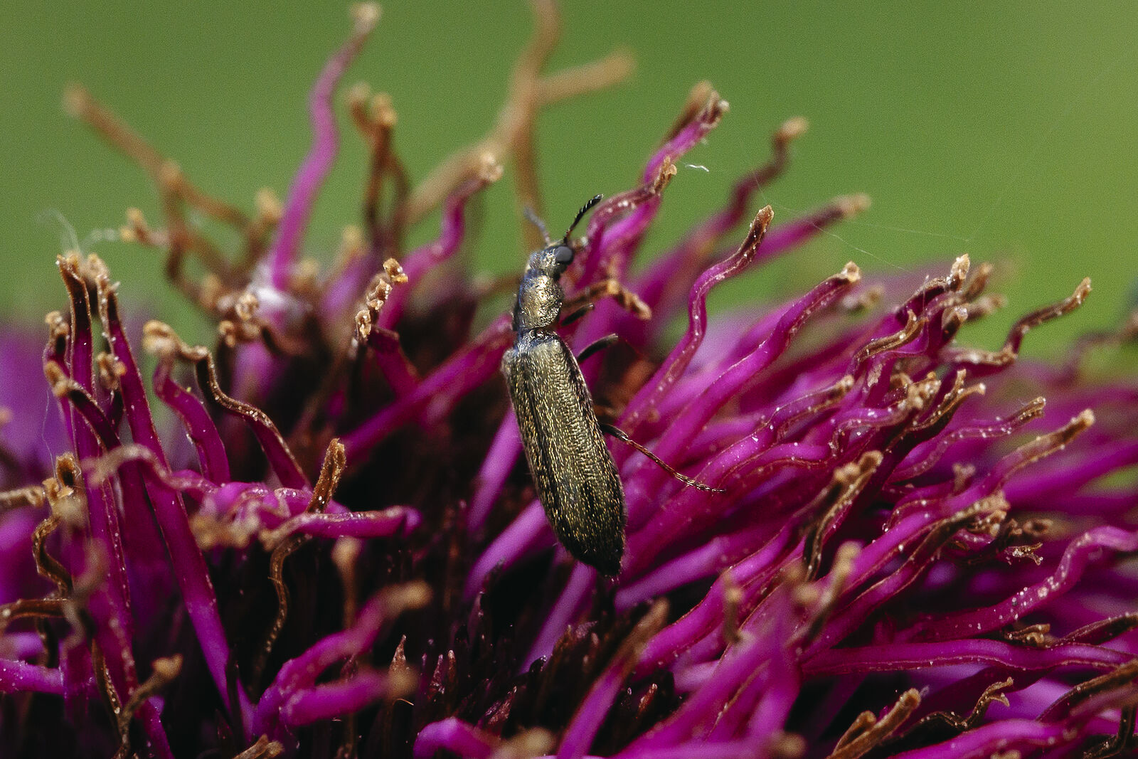 Arcady Zakharov photo. Macro. Oedemera lurida
