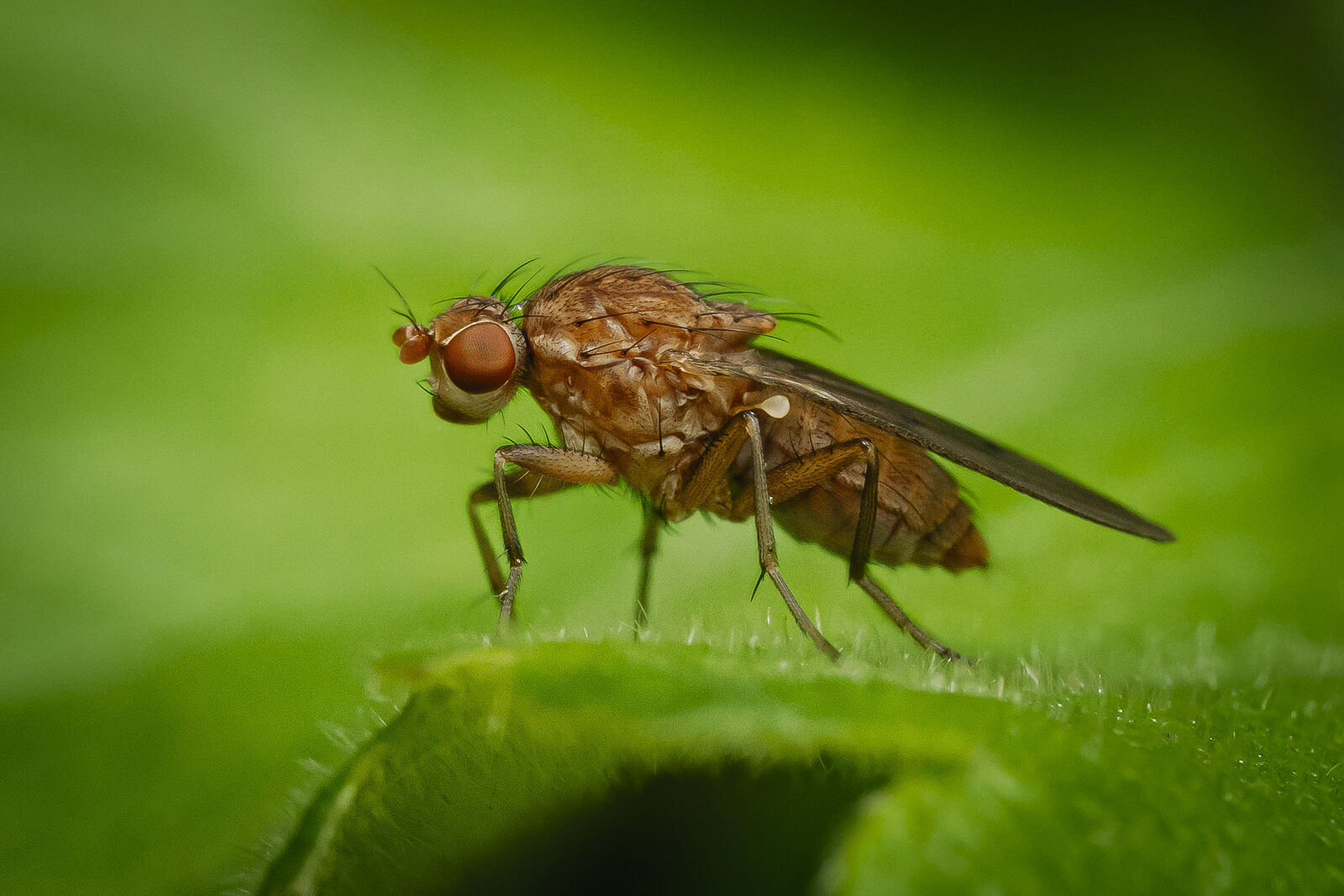 Arcady Zakharov photo. Macro. Drosophila melanogaster